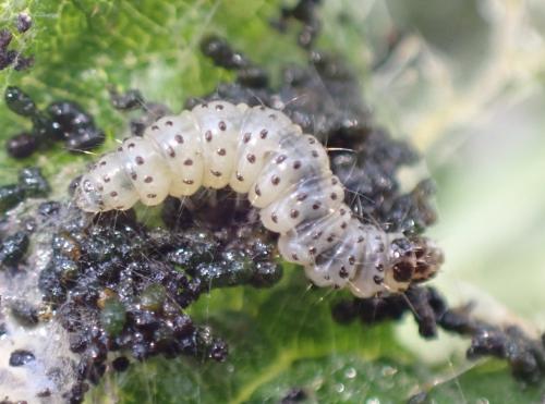 Anthophila fabriciana